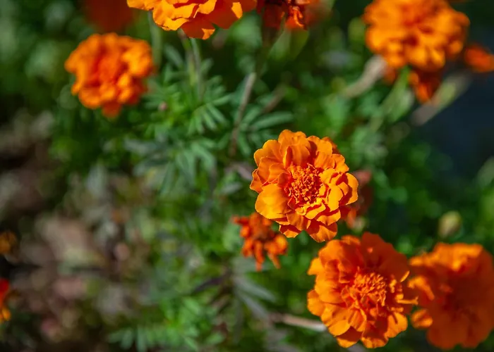 Poggio Ai Pianacci - Flo *